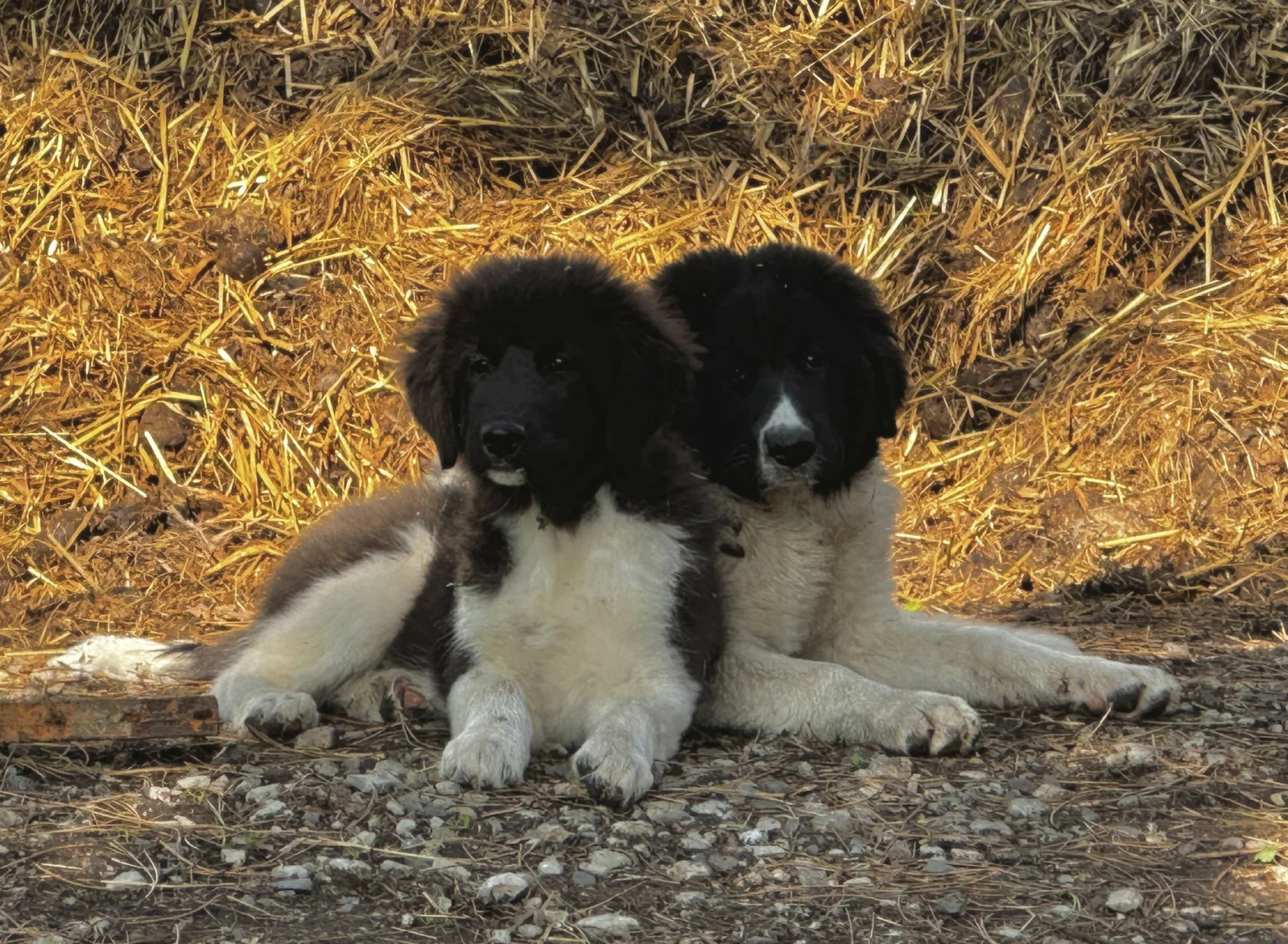 Karakachan Rah & Sun auf dem Pferdehof