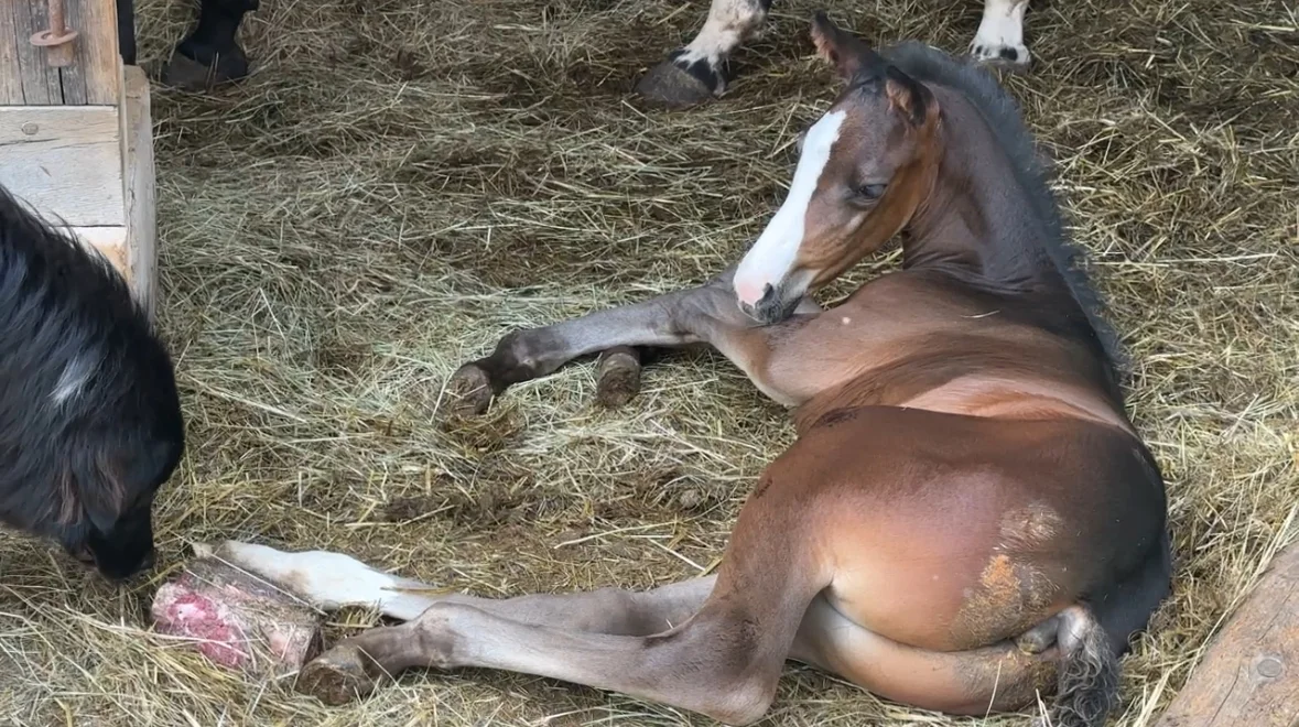 Karakachan Rah & Sun auf dem Pferdehof