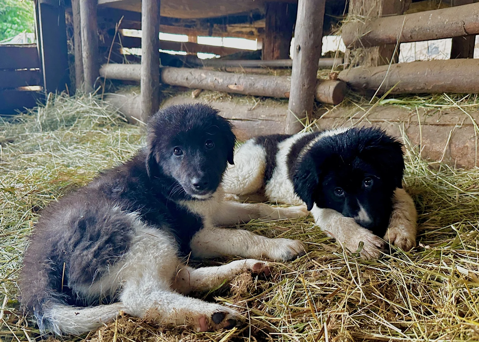 Karakachan Rah & Sun auf dem Pferdehof