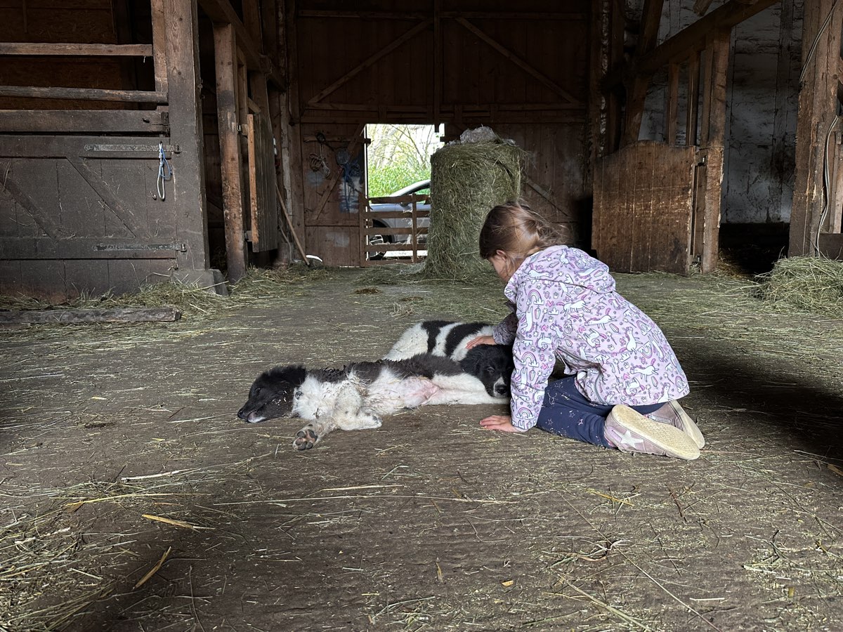 Kinder und Karakachan-Hund auf dem Hof