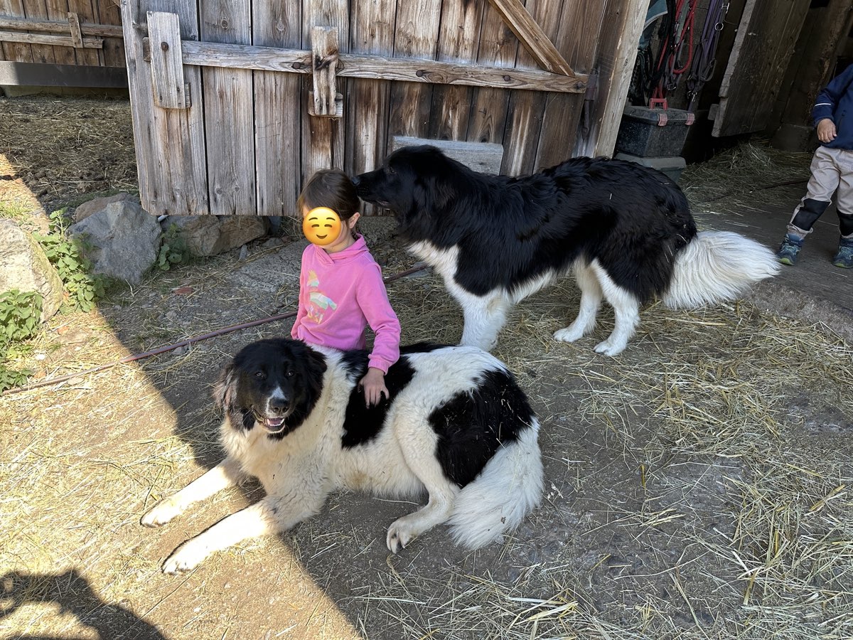 Karakachan-Herdenschutzhund im Umgang mit Kindern